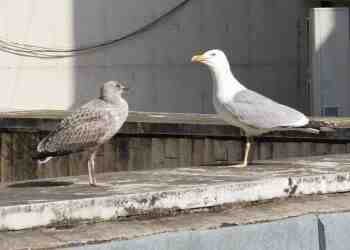 Шумните гларуси отново изместиха гълъбите от центъра на Русе