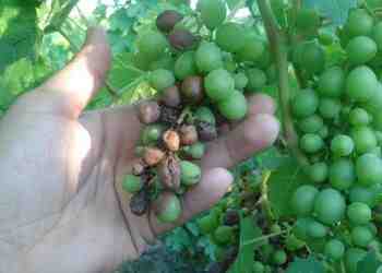 Лозари в Русенско: Гроздето гние заради обилните дъждове