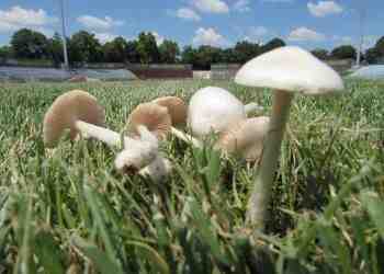 Глухарчета и три вида гъби от Гъбозавода в Красен красят терена на Градския стадион