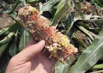 Земеделци от Русенско: 2000 елена и 3000 диви прасета изядоха реколтата