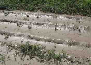 Порой унищожи градини и продукция в село Басарбово