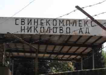 Готвят умъртвяването на прасетата в Николово, хората не вярват за болестта /ВИДЕО/