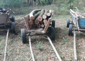 Полицията атакува незаконния дърводобив с акции във Ветово и Бяла