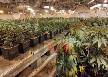 Разбиха мащабна наркооранжерия с 1700 саксии марихуана в Бяла