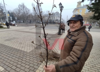 Дрянова клонка за баници и сурвакници в Русе се продава за 2 лв.