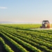 Tractor spraying soybean field at spring