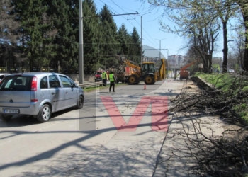 Премахване на опасни дървета по ул. „Тулча“ затруднява трафика /ВИДЕО/