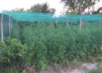 Полицията арестува двама мъже в Русе, отглеждали канабис във вилата си