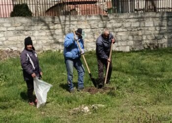 Община Бяла засади 30 фиданки червен дъб в парка на Историческия музей