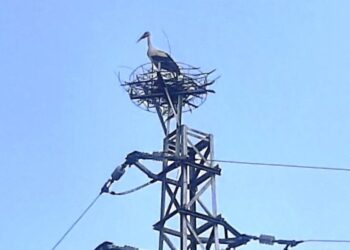 Служители на ЕРП Север помогнаха за изграждане на гнездо на щъркели в Бръшлен