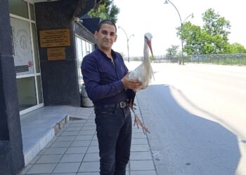 Пострадал щъркел от Кубратско бе приютен в екоинспекцията в Русе