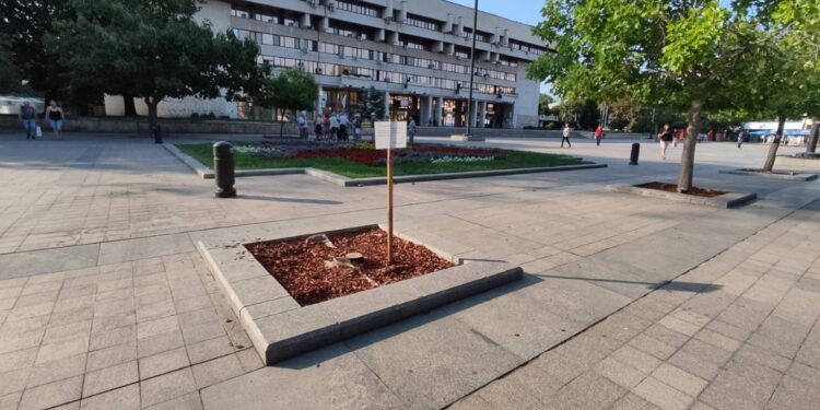 За първи път: Табела дава информация защо е отсечено дърво в Русе