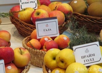Традиционният Празник на ябълката посреща гости в село Екзарх Йосиф
