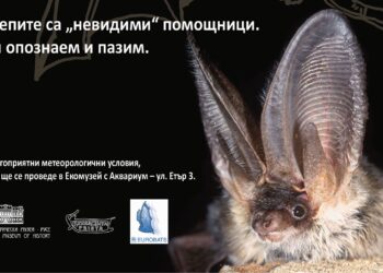 Русенският музей кани малки и големи на Нощта на прилепите в Европа /ПРОГРАМА/