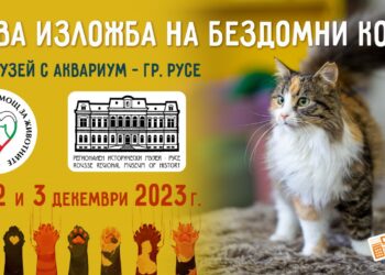 Първа изложба на бездомни котки с опция за осиновяване правят в Русе
