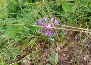 Нова защитена местност ще опазва редки растения  край Басарбово