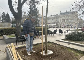 Започна засаждането на нови дървета на мястото на премахнатите в центъра на Русе