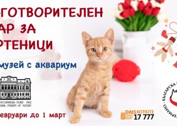 Благотворителен базар на мартеници в Русе помага на бездомни котки