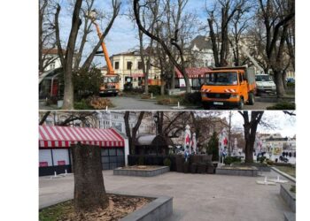 Община Русе обясни какво се случва с дърветата край Централна поща