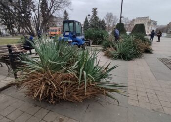 Облагородяват с нова растителност централната част на Русе
