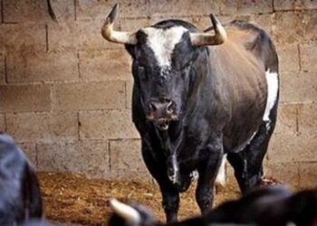 Мъж загина, намушкан смъртоносно от бик във ферма в Русенско