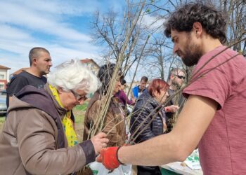 В неделя: Гората.бг подарява 17 500 дръвчета на желаещите в Русе