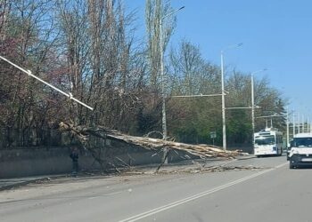 Дърво падна върху тролейбусната мрежа в Русе, как се справя „Общински транспорт“