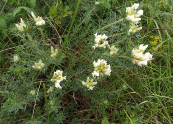 Определиха границите и режимите на дейности в бъдеща защитена местност в Русенско