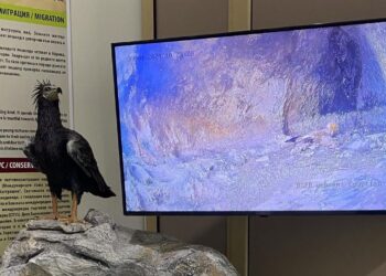 Русе Медиа - За да знаеш повече Двойката лешояди, която се наблюдава онлайн на монитор в Екомузея, се сдоби с рожба