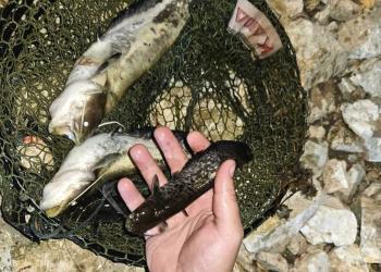 ИАРА-Русе хвана рибари да ловят нощем сом на забранени места