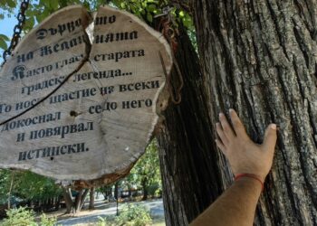 Русе Медиа - За да знаеш повече „Дървото на желанията“ оцеля в бурите в Русе, носи щастие според легендата /ВИДЕО/