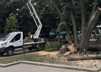 Премахват опасната паднала липа в центъра на Русе, ще садят други дървета