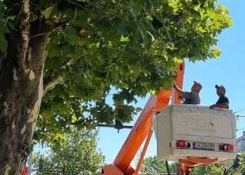 Временно затварят кръстовище заради аварийна резитба в сряда