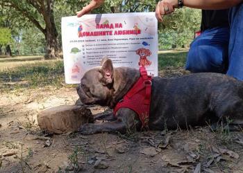 Удължиха срока за записване на желаещите за Парада на домашните любимци в Русе