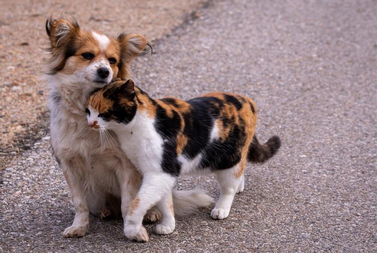 Stray dog and cat, caring each other. On street. Caressing.