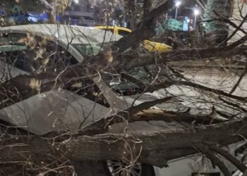 Паднало дърво върху паркирани коли са махнали пожарникарите в Русе