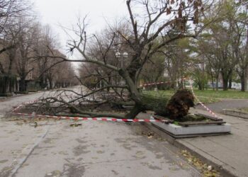 Още едно огромно дърво падна в Русе, този път на главната улица /ВИДЕО/