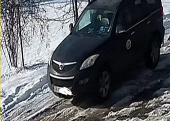 Стрелба от автомобили рани куче от Общинския приют в Русе, застрашени са били служители и доброволци