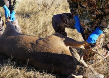 Хванаха бивш полицай и още двама ловци с бракониерски убит елен край Бяла