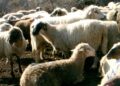 В близост до Русенско няма огнища със заразени животни, БАБХ дават препоръки