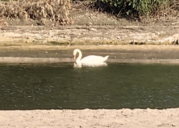 Лебед се появи във водите на река Дунав /ВИДЕО/