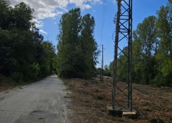 Ще се премахнат още 3000 саморасли дървета, опасни за електропроводите в Русенско