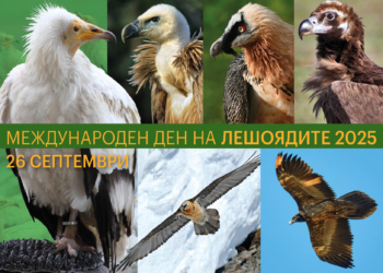 Русенският музей ще отбележи Международния ден на лешоядите