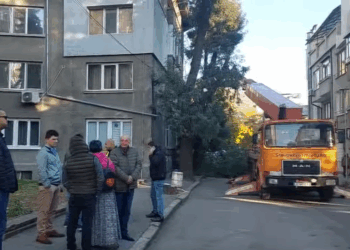 Съдът отмени разрешението на кмета на Русе за изсичане на дърветата по ул.“Муткурова“