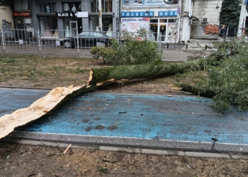 Вятърът в Русе вече е над 100 км/ч, дърво падна на велоалея в центъра /ВИДЕО/