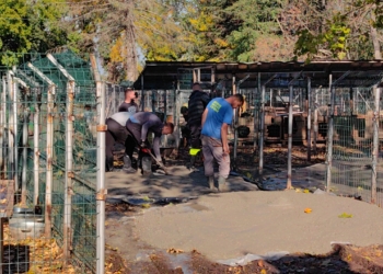 Клетки с бетонова основа създават условия за кучетата в приюта в Русе /ВИДЕО/