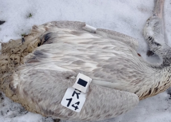 Мъртъв къдроглав пеликан от Румъния влезе в колекцията на русенския музей