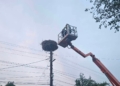 Пожарникари спасиха паднало щъркелче в Николово /ВИДЕО/